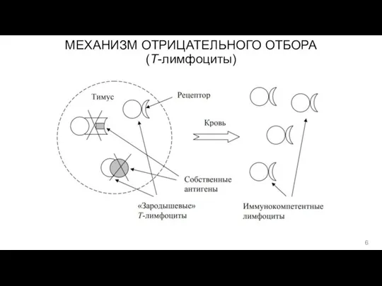 МЕХАНИЗМ ОТРИЦАТЕЛЬНОГО ОТБОРА (T-лимфоциты)