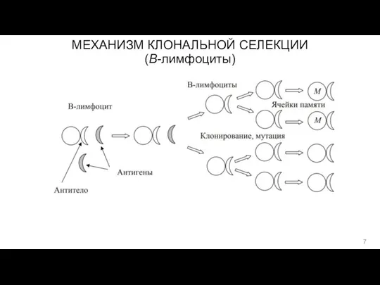 МЕХАНИЗМ КЛОНАЛЬНОЙ СЕЛЕКЦИИ (B-лимфоциты)