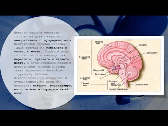 Нервная система человека состоит из двух разделов: центрального и периферического. Центральная нервная