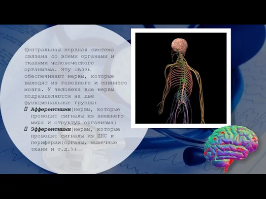 Центральная нервная система связана со всеми органами и тканями человеческого организма. Эту