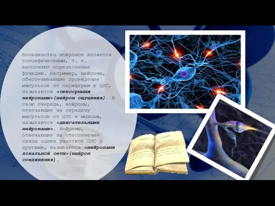 Большинство нейронов являются специфическими, т. е. выполняют определенные функции. Например, нейроны, обеспечивающие