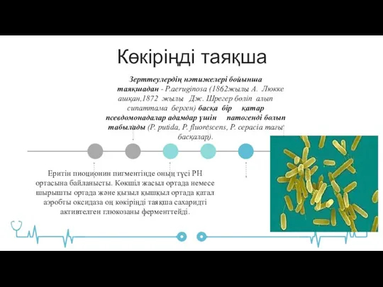 Көкіріңді таяқша Зерттеулердің нəтижелері бойынша таяқшадан - P.aeruginosa (1862жылы А. Люкке ашқан,1872