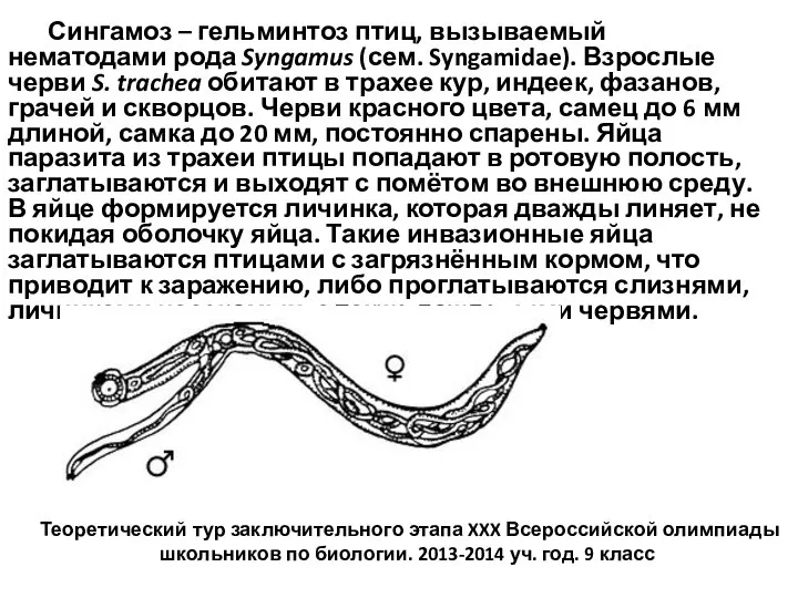 Сингамоз – гельминтоз птиц, вызываемый нематодами рода Syngamus (сем. Syngamidae). Взрослые черви