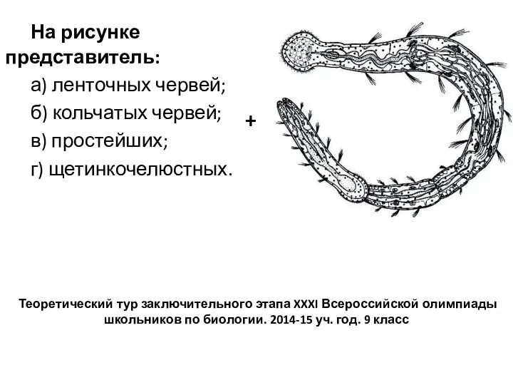 На рисунке представитель: а) ленточных червей; б) кольчатых червей; в) простейших; г)