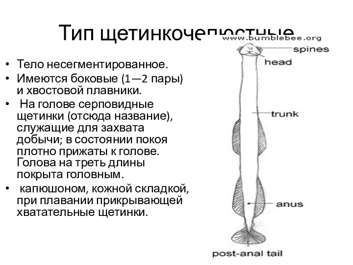 Тип щетинкочелюстные Тело несегментированное. Имеются боковые (1—2 пары) и хвостовой плавники. На