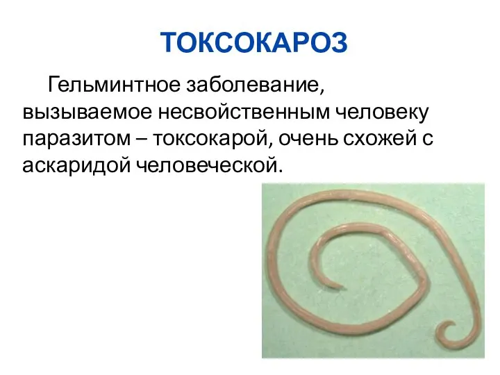 Гельминтное заболевание, вызываемое несвойственным человеку паразитом – токсокарой, очень схожей с аскаридой человеческой. ТОКСОКАРОЗ