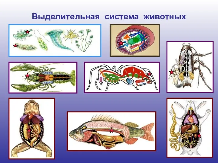 Выделительная система животных