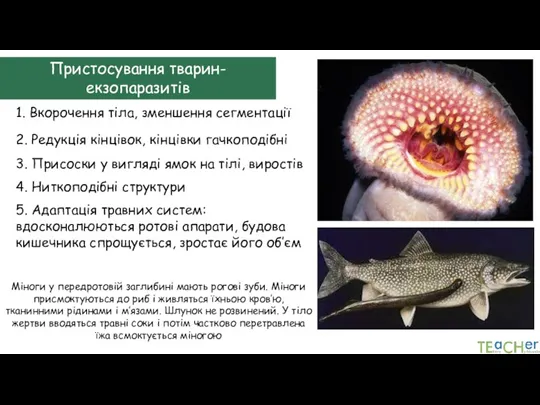 Пристосування тварин-екзопаразитів 1. Вкорочення тіла, зменшення сегментації 2. Редукція кінцівок, кінцівки гачкоподібні