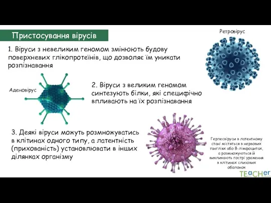 Пристосування вірусів 1. Віруси з невеликим геномом змінюють будову поверхневих глікопротеїнів, що