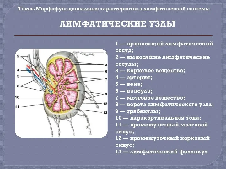 Тема: Морфофункциональная характеристика лимфатической системы . ЛИМФАТИЧЕСКИЕ УЗЛЫ 1 — приносящий лимфатический