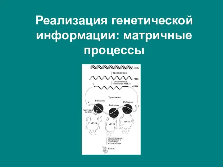 Реализация генетической информации: матричные процессы