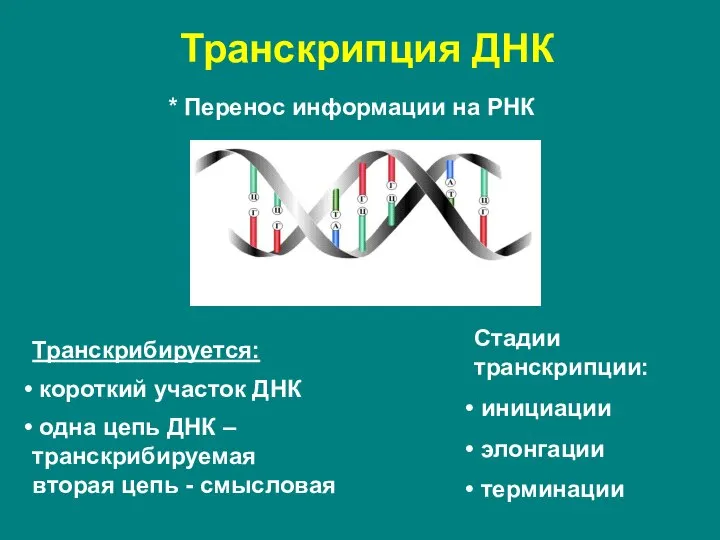 Транскрипция ДНК * Перенос информации на РНК Транскрибируется: короткий участок ДНК одна