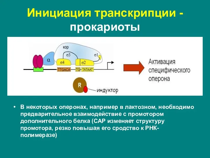 У прокариот холофермент РНК-полимераза непосредственно узнает определенные последовательности нуклеотидных пар в составе