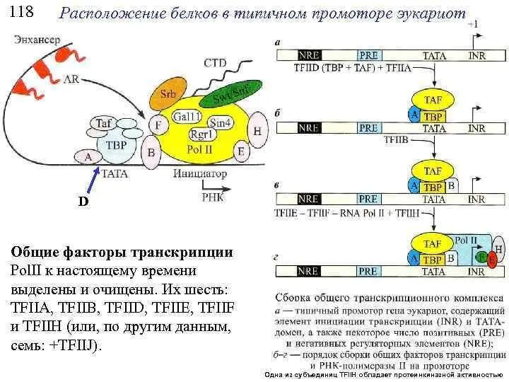 РНК-полимеразы эукариот не способны самостоятельно связываться с промоторами транскрибируемых генов. В присоединении