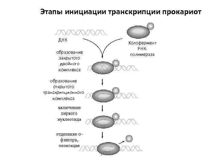 Связавшись с промотором, РНК-полимераза вызывает локальную денатурацию ДНК, т. е. разделение цепей