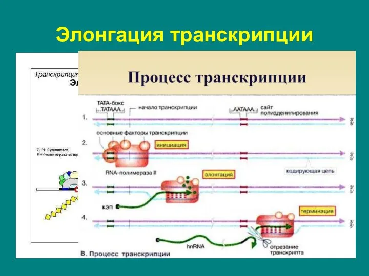 последовательное удлинение растущей цепи РНК. перемещаясь вдоль двойной спирали ДНК, РНК-полимераза непрерывно