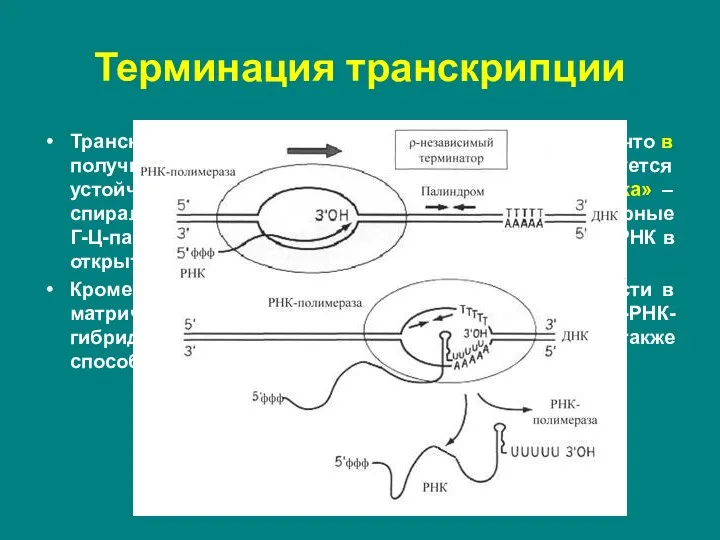 Транскрипция в области палиндрома приводит к тому, что в получившемся РНК-транскрипте быстро