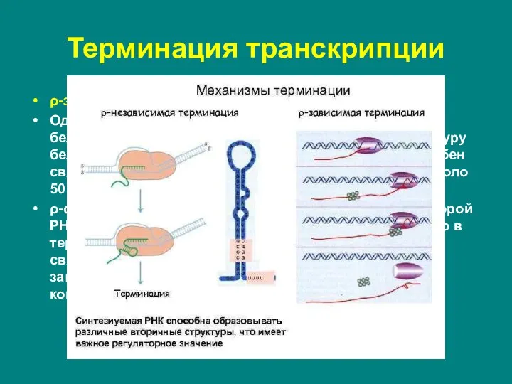 ρ-зависимые терминаторы. Одним из факторов транскрипции прокариот является белок ρ. ρ-фактор –