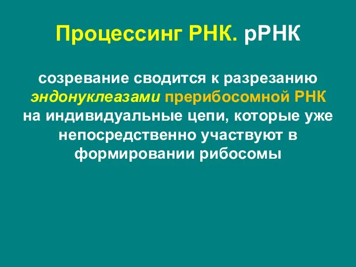 созревание сводится к разрезанию эндонуклеазами прерибосомной РНК на индивидуальные цепи, которые уже