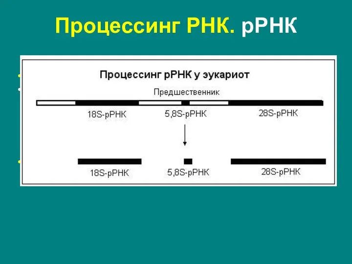 Процессинг РНК. рРНК Эукариоты: метилирование оснований нуклеазное расщепление – существуют четыре типа