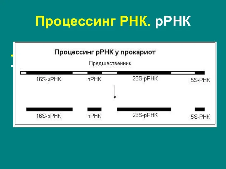 Прокариоты: метилирование оснований нуклеазное расщепление – молекулы рибосомальной РНК совсем иные по