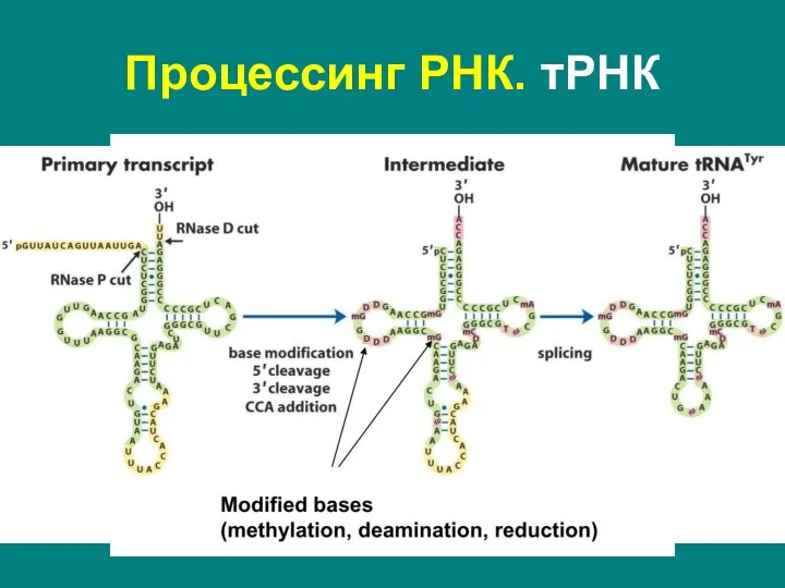 Процессинг РНК. тРНК