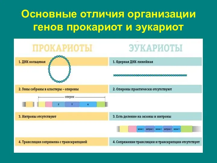 Основные отличия организации генов прокариот и эукариот