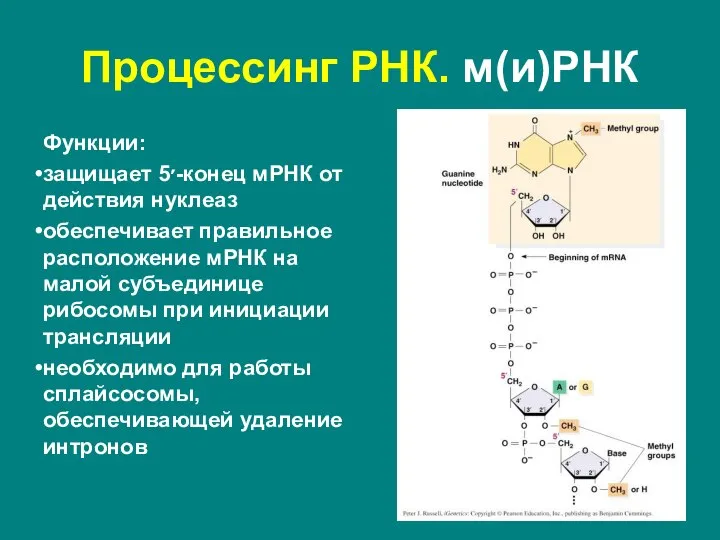 Функции: защищает 5׳-конец мРНК от действия нуклеаз обеспечивает правильное расположение мРНК на