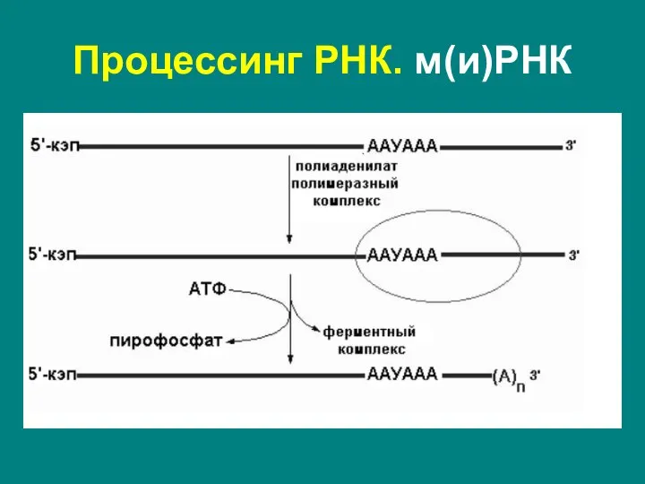 Полиаденилирование – при помощи полиаденилат-полимеразы с использованием молекул АТФ происходит присоединение к