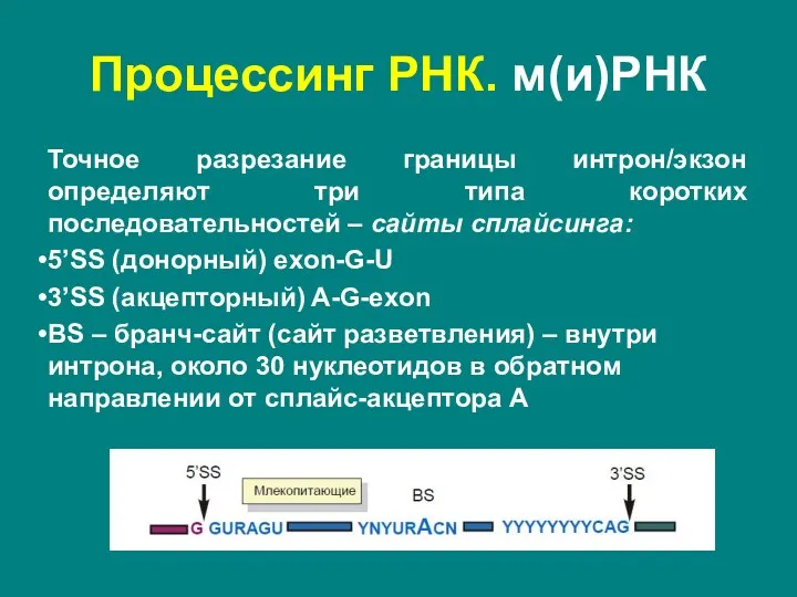 Точное разрезание границы интрон/экзон определяют три типа коротких последовательностей – сайты сплайсинга: