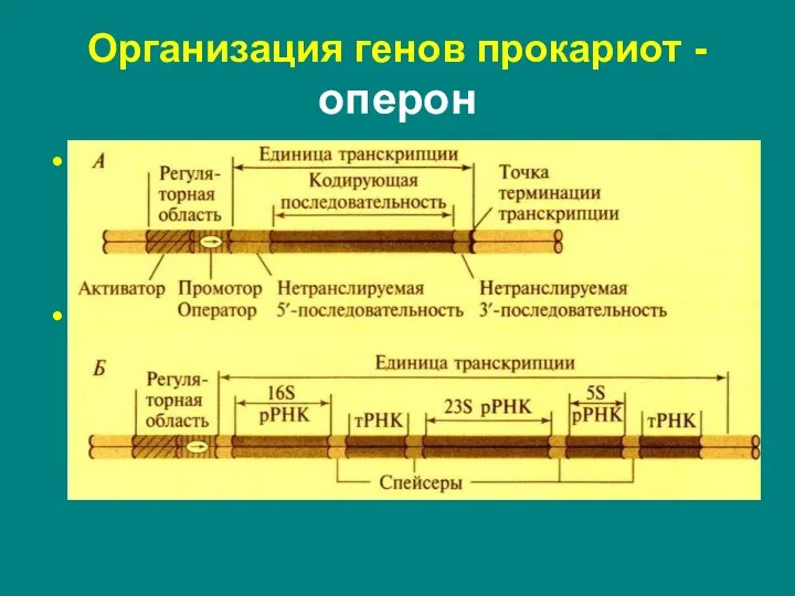 регуляторная область: рядом со структурными генами – промотор и оператор; на некотором