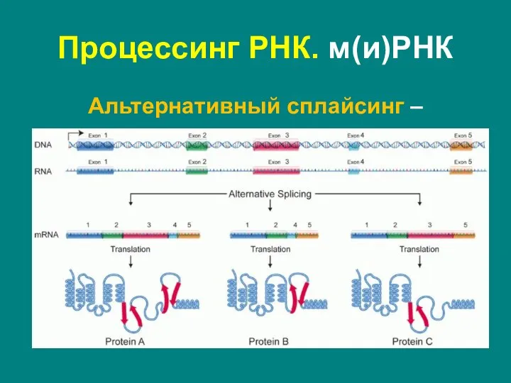 Альтернативный сплайсинг – процесс, в результате которого первичный транскрипт может сплайсироваться разными