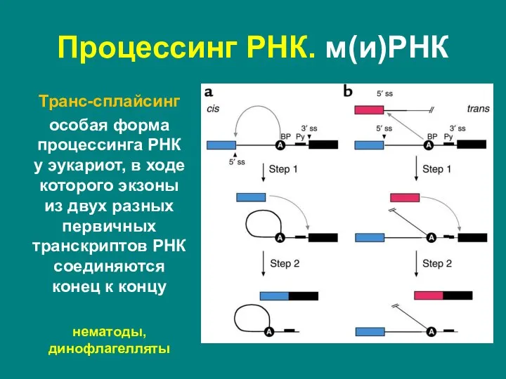 Транс-сплайсинг особая форма процессинга РНК у эукариот, в ходе которого экзоны из