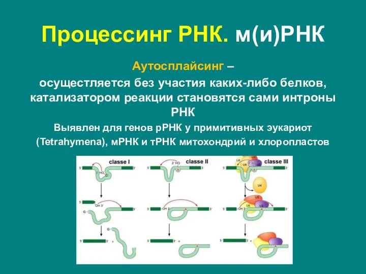 Аутосплайсинг – осущестляется без участия каких-либо белков, катализатором реакции становятся сами интроны