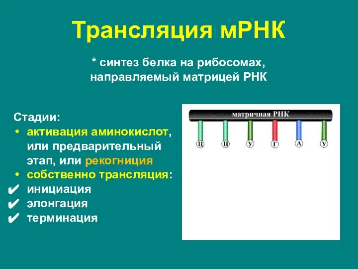 * синтез белка на рибосомах, направляемый матрицей РНК Трансляция мРНК Стадии: активация