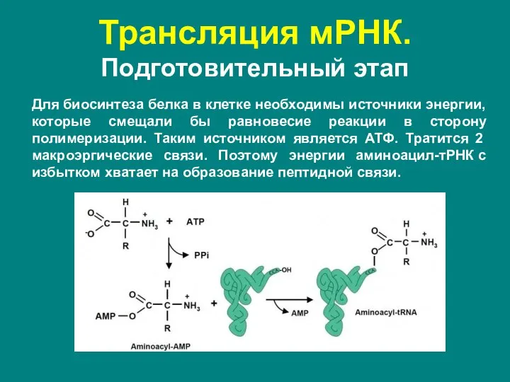 Трансляция мРНК. Подготовительный этап Для биосинтеза белка в клетке необходимы источники энергии,