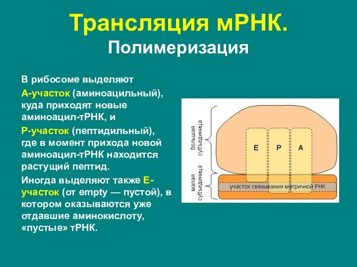 Трансляция мРНК. Полимеризация В рибосоме выделяют А-участок (аминоацильный), куда приходят новые аминоацил-тРНК,