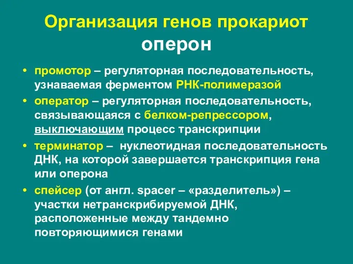 Организация генов прокариот оперон промотор – регуляторная последовательность, узнаваемая ферментом РНК-полимеразой оператор