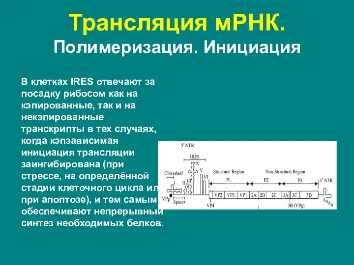 В клетках IRES отвечают за посадку рибосом как на кэпированные, так и