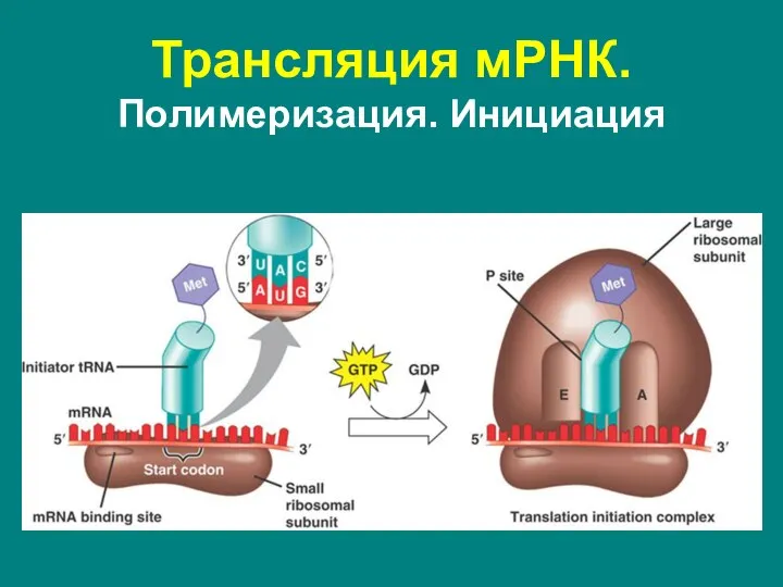 Трансляция мРНК. Полимеризация. Инициация