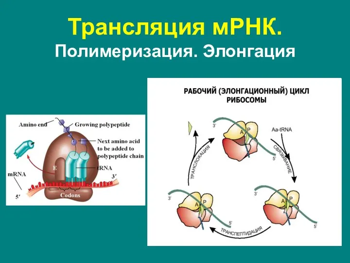 Трансляция мРНК. Полимеризация. Элонгация