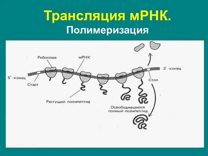 Трансляция мРНК. Полимеризация Часто на одной мРНК последовательно друг за другом синтезируют