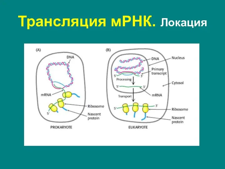 Трансляция мРНК. Локация Прокариоты: во время транскрипции в нуклеоиде или цитоплазме Эукариоты: