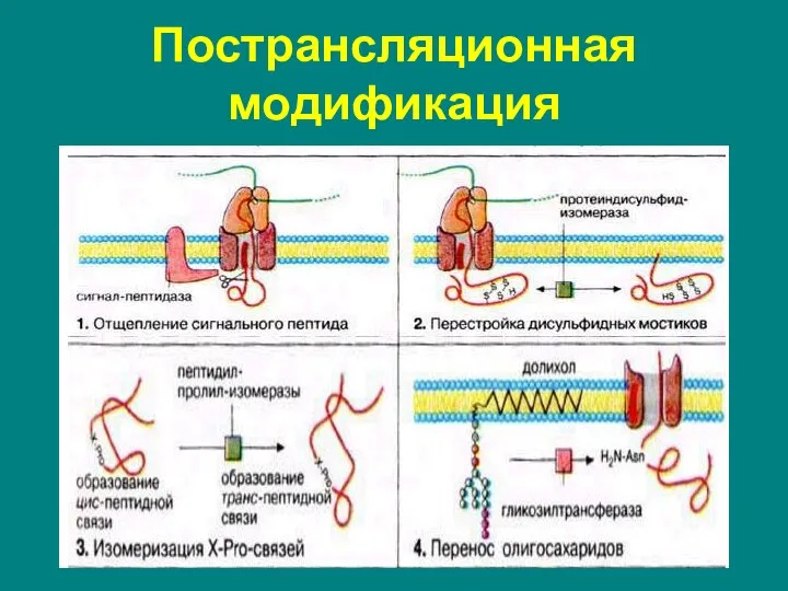 Пострансляционная модификация