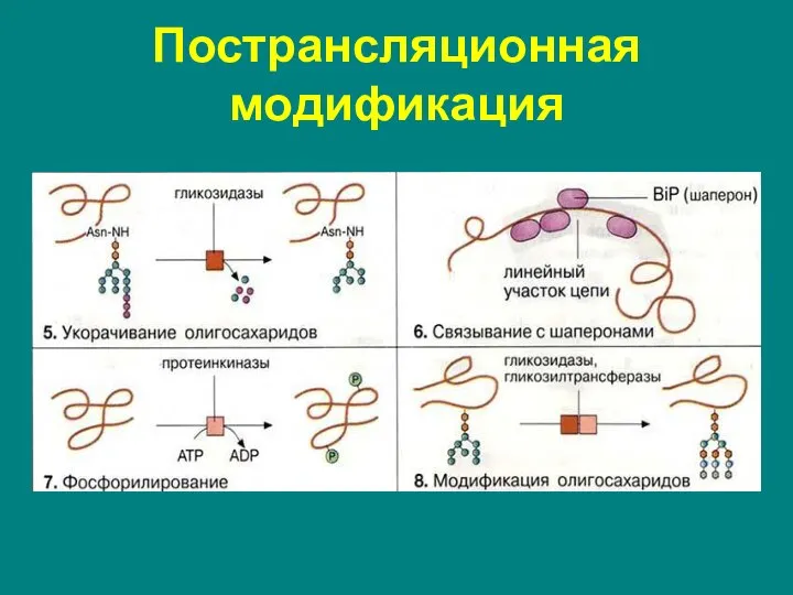 Пострансляционная модификация