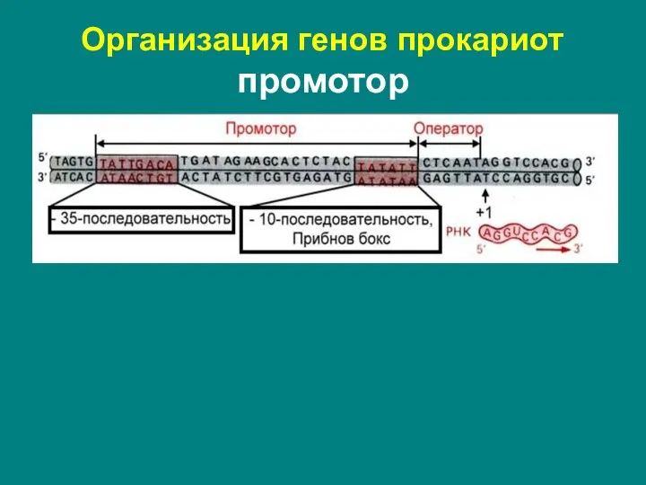 Организация генов прокариот промотор