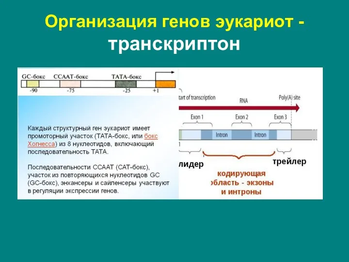 Организация генов эукариот - транскриптон