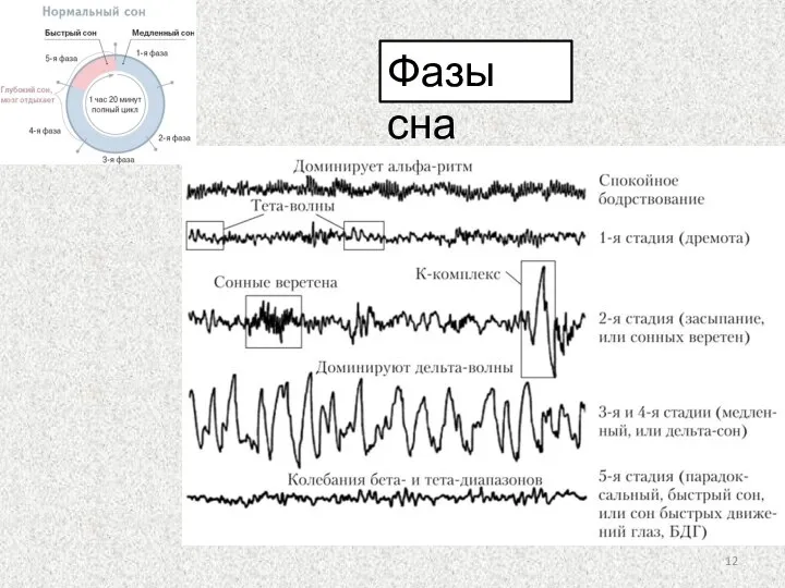 Фазы сна