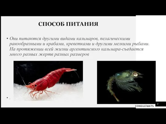 СПОСОБ ПИТАНИЯ Они питаются другими видами кальмаров, пелагическими ракообразными и крабами, креветками