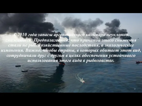 с 2010 года запасы аргентинского кальмара неуклонно снижаются. Предполагается, что причиной этого